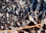 Ice_Crystals_16272_D5000_ed2.jpg