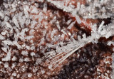 Ice_Crystals_16285_D5000.jpg