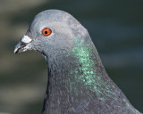Pigeon_17186_D5000.jpg