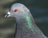 Pigeon_17186_D5000_sfw1.jpg