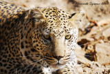 leopard