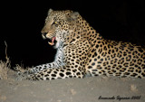 Motswari: leopard in the night