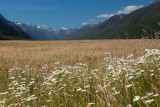 Milford Track Meadow2