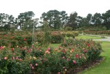 Victorian State Rose Garden 3
