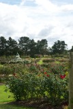 Victorian State Rose Garden 6