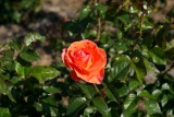 Roses - Swanes, Dural