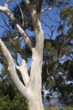 Eucalypt (Gum) Tree