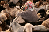 Among the Sheep, Murghab District, Pamirs, Tajikistan