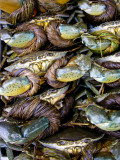 <B>Crab Pile</B> <BR><FONT SIZE=2>Sa Dec, Vietnam - January 2008</FONT>