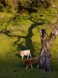 <B>Late in the Day</B> <BR><FONT SIZE=2>Salinas Valley, California, March 2008</FONT>