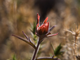 <B>Red Flower </B> <BR><FONT SIZE=2>Death Valley, California, April 2008</FONT>