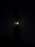 Dark Tree Mount Lassen National Park, California - September 2008