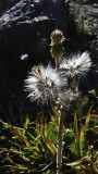 <B>Seeds</B> <BR><FONT SIZE=2>Burney, California - September, 2008</FONT>