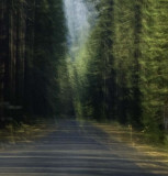 <B>Along the Road</B> <BR><FONT SIZE=2>McCloud River, California - September, 2008</FONT>