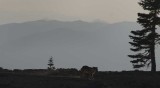 <B>Return of Mans Best Friend</B> <BR><FONT SIZE=2>Mt. Shasta, California - September 2008</FONT>