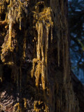 <B>Tree Ooze</B> <BR><FONT SIZE=2>Klamath River, California- September, 2008</</FONT>