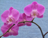 Phalaenopsis