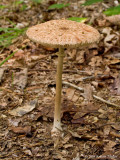 Fungus 7