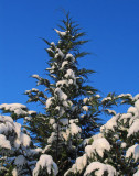 Cypress tree covered with snow