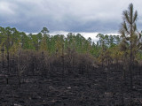 Burned savanna
