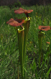 Yellow pitcher plant
