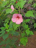 Hibiscus 'Dunmoyer' plant