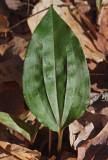 Tipularia discolor leaf