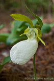 Cypripedium acaule var. alba closeup