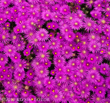 Delosperma cooperi