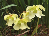 Sarracenia elata x rubra