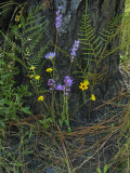 A flora display at the base of a longleaf pine