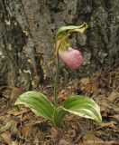 Cypripedium acaule