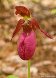 Cypripedium acaule