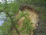 Cliffs of the Neuse Trail view