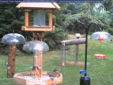 Juvenile rose-breasted grosbeaks