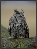 Eastern screech owl (captive)
