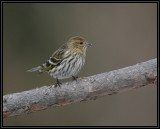 Pine siskin