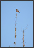 Northern hawk owl