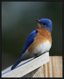 Eastern bluebird