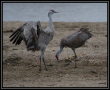 Crane dance