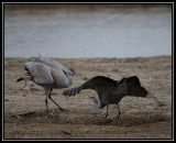 Crane dance