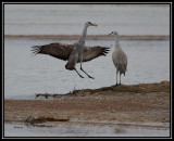 Crane dance