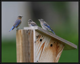 Eastern bluebird