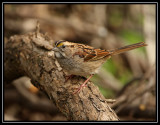 White-throated sparrow