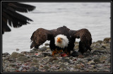 Bald eagle