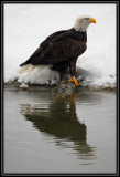 Bald eagle