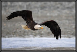 Bald eagle