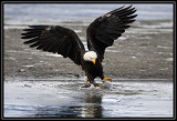 Bald eagle