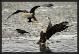 Bald eagles