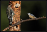 Yellow-bellied sapsucker (juvenile) and red-breasted nuthatch